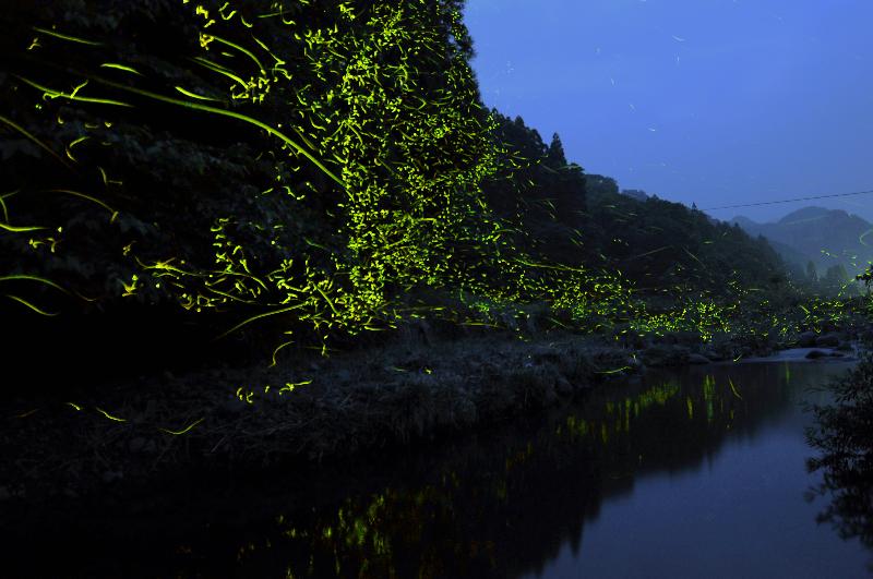 山国地域のホタル