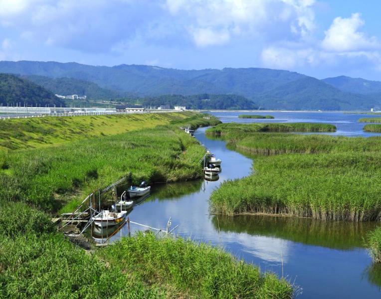 ヨシ原