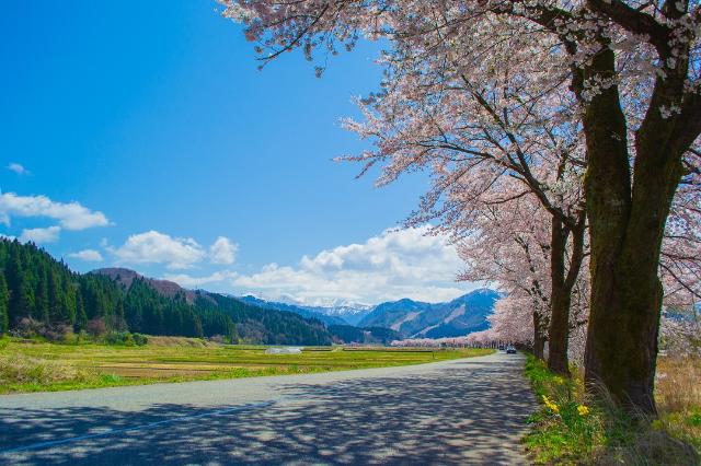 夏井の千本桜