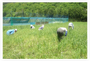 地域の農作業のお手伝いをすることもしばしば。小麦畑です。