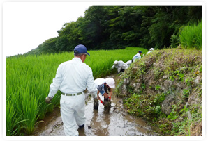 石部棚田での草取り