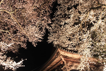 枝垂れ桜の多い美郷町。町のイメージソングも歌いだしが「♪しだれ桜の～」です。夜桜をライトアップしているところも多いです。