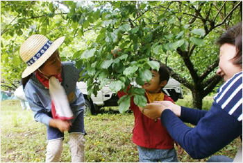 都市と農村の交流時の梅ちぎり体験。