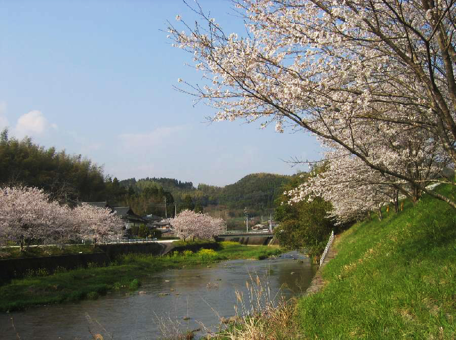 熊本県和水町の和仁川の桜。