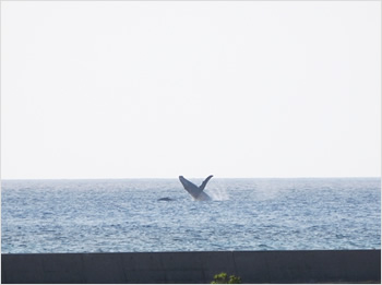 クジラのジャンプ。2～3月はクジラが回遊しにきます。