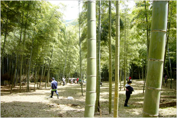 持木地区のたけのこ祭りにて。手入れされた竹林は明るいです。