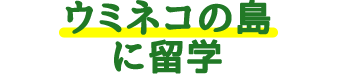 ウミネコの島に留学