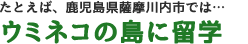 たとえば、鹿児島県薩摩川内市では…ウミネコの島に留学!?