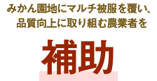 みかん園地にマルチ被服を覆い、品質向上に取り組む農業者を補助