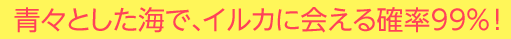 青々とした海で、イルカに会える確率99％！