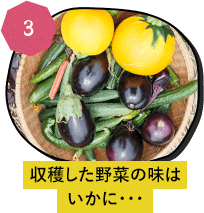 収穫した野菜の味はいかに・・・