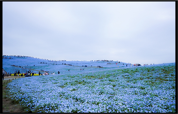 写真：国営ひたち海浜公園