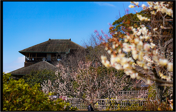 写真：偕楽園