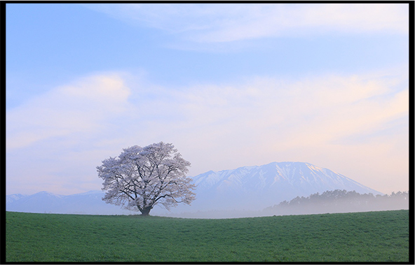 写真：小岩井農場の一本桜