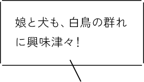 娘と犬も、白鳥の群れに興味津々！