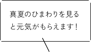 真夏のひまわりを見ると元気がもらえます！