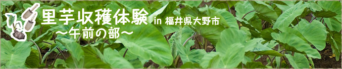 里芋収穫体験 in 福井県大野市～午前の部～