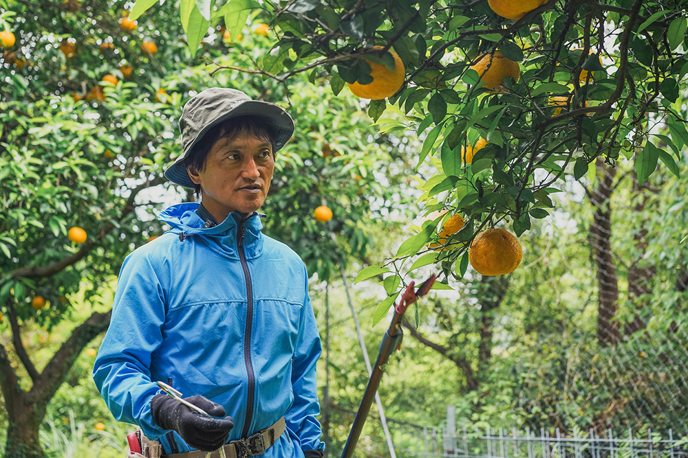 自治体と協力して甘夏畑の維持と次世代への継承を目指す三重県尾鷲市の地域おこし協力隊経験者