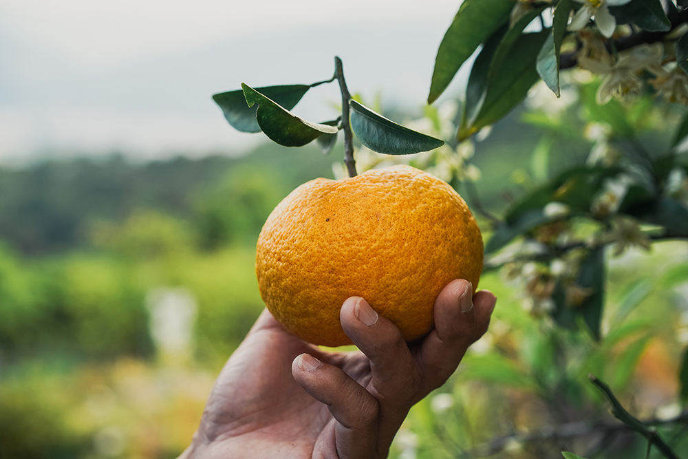 三重県尾鷲市の地域資源である甘夏の加工品開発を通じて地域活性化を図る協力隊経験者