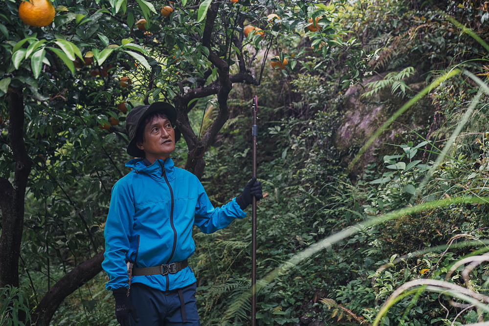 三重県尾鷲市の地域おこし協力隊経験者である日下さんは収穫体験などの受け入れも行っている