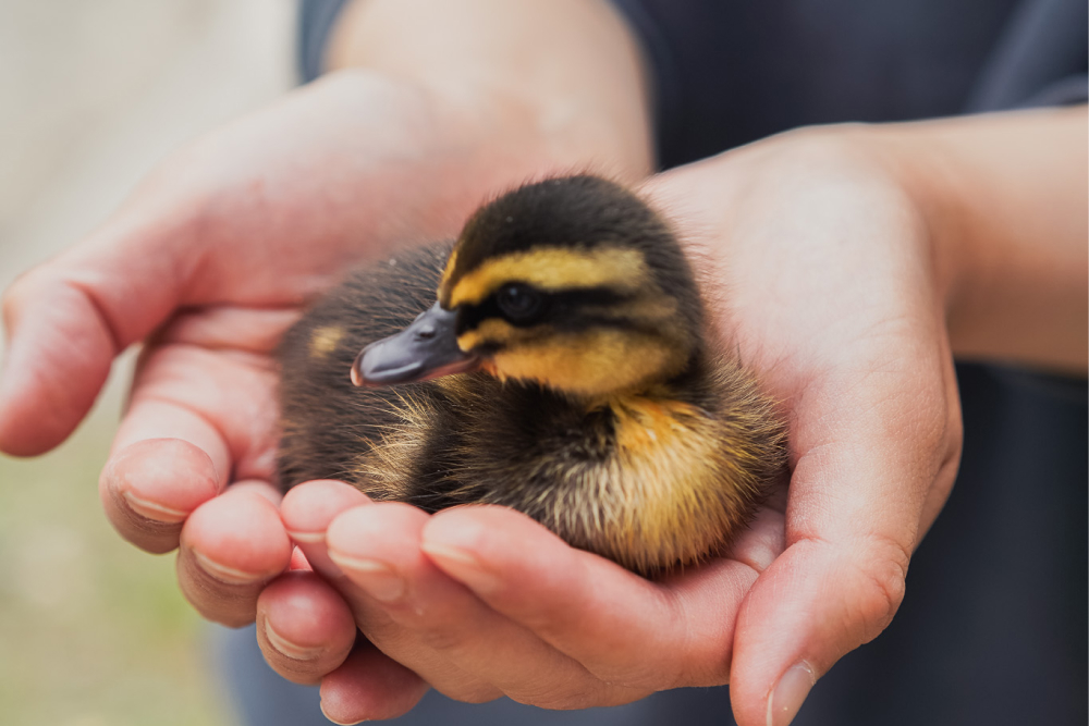 長野県辰野町の地域おこし協力隊経験者が運営する宿「コサト」は田舎暮らしが体験できる場所
