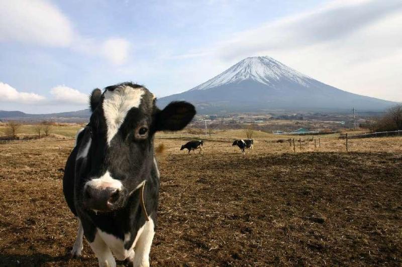 酪農地区富士ヶ嶺の牛と富士山