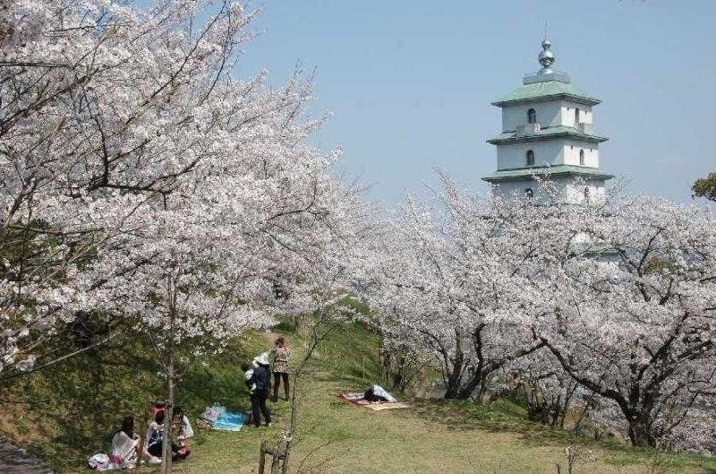 １５００本の桜が咲きほこる桃陵公園