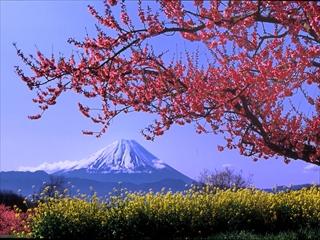 新府桃源郷から望む富士