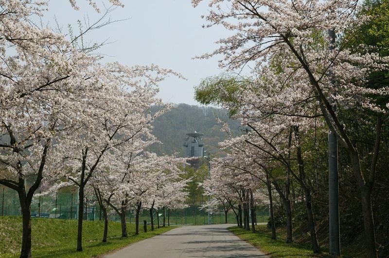 空知管内随一の桜の名所『東明公園』