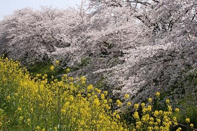 桜・菜の花
