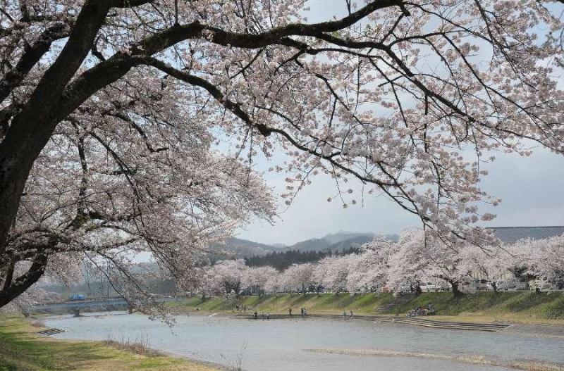 中仙地域―桜並木