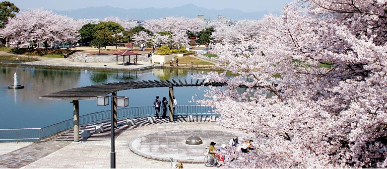 前山公園桜