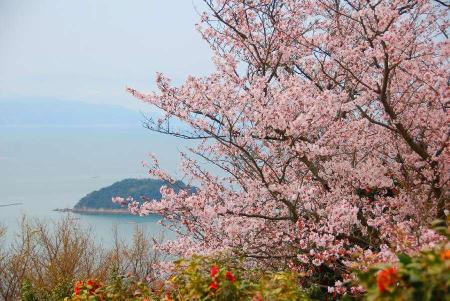 万葉岬の桜