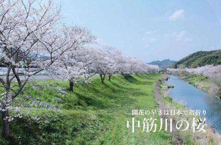 中筋川の桜