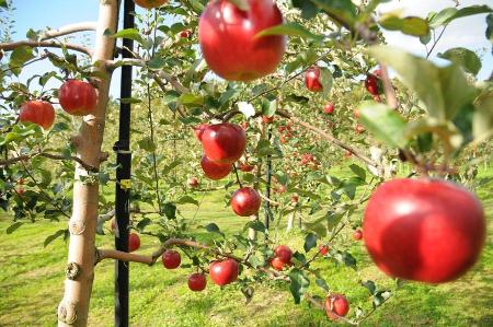 観光果樹園のリンゴ