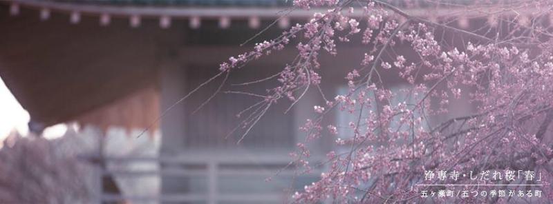 浄専寺・しだれ桜「春」