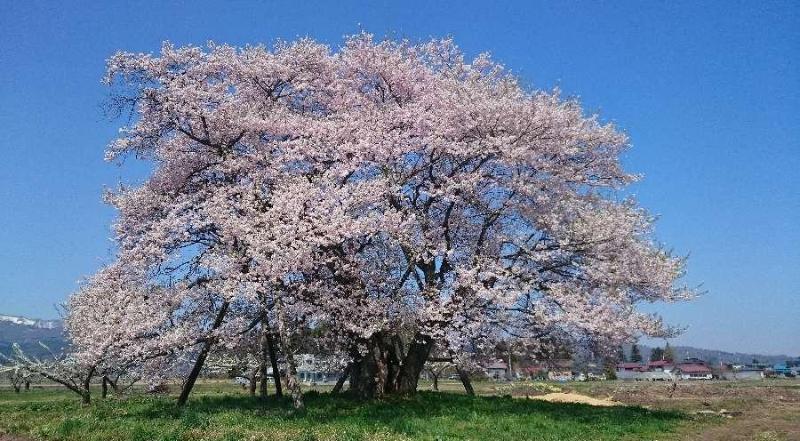旭馬の墓地区樹齢３００年の種まき桜
