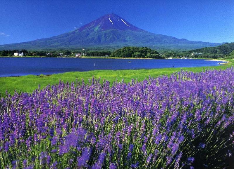 河口湖から見る富士山