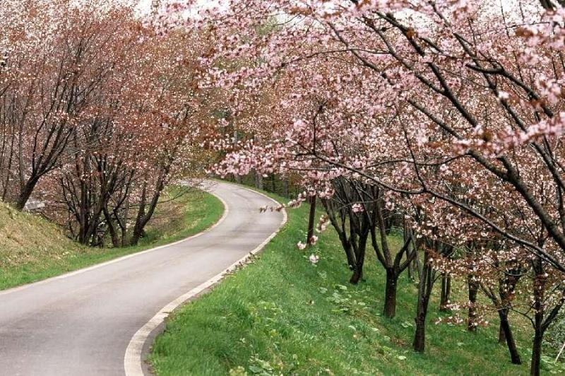 にわ山の桜