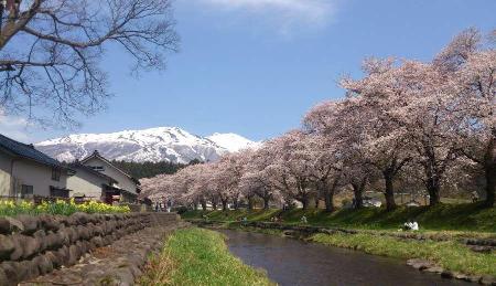 中山河川公園桜と鳥海山