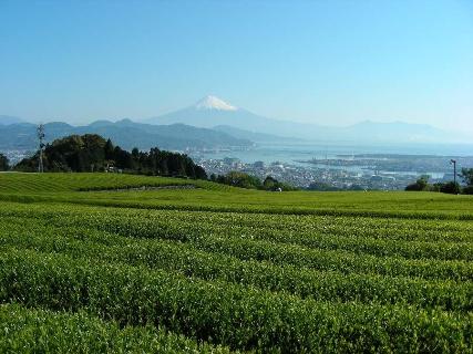 日本平茶畑