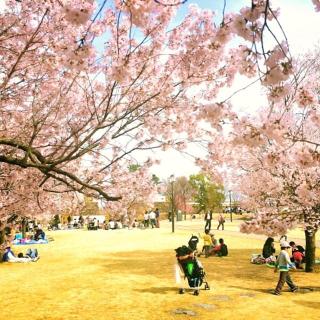 桜の季節の舞鶴城公園