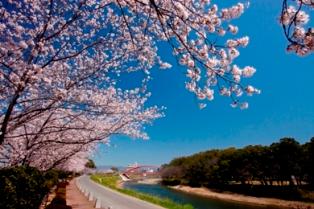 矢部川と桜
