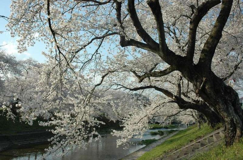 桜並木・新境川堤
