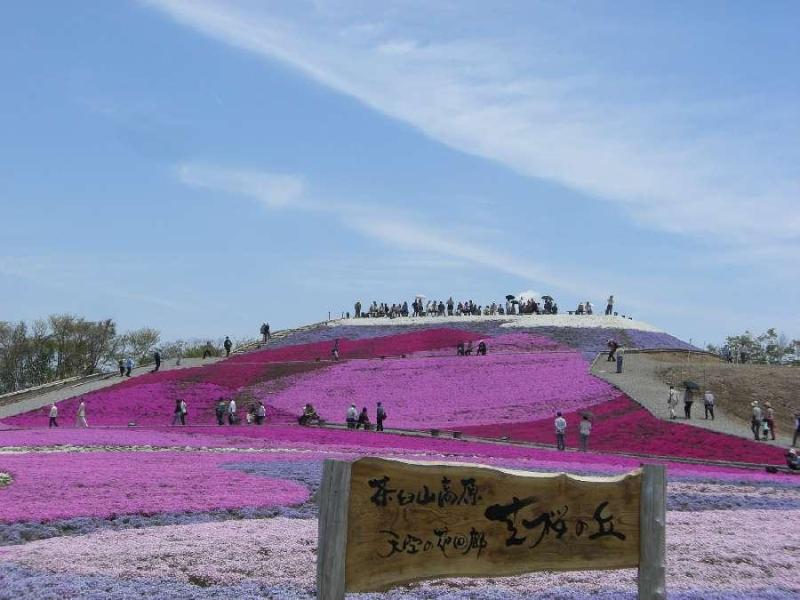 茶臼山高原～天空の花回廊「芝桜の丘」～