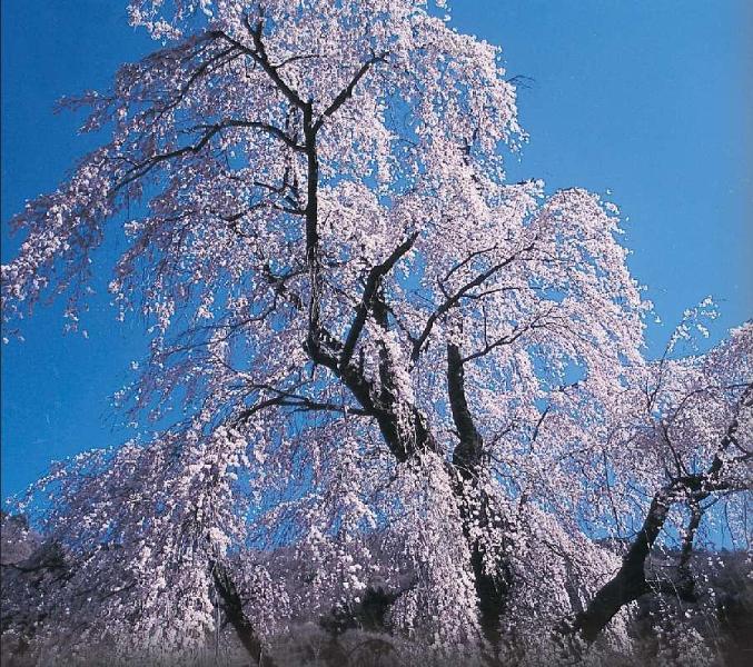 県指定天然記念物「中正寺のしだれ桜」