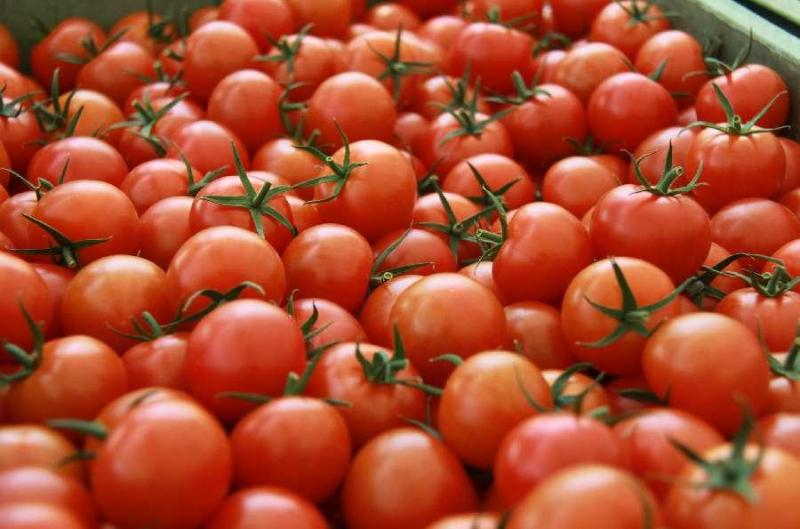 赤く熟れたトマト