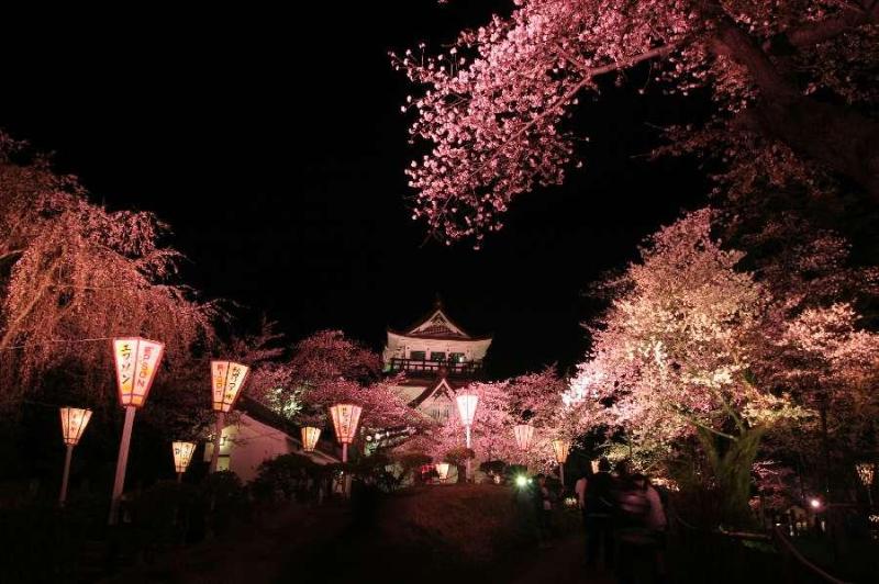 横手城の桜（夜）