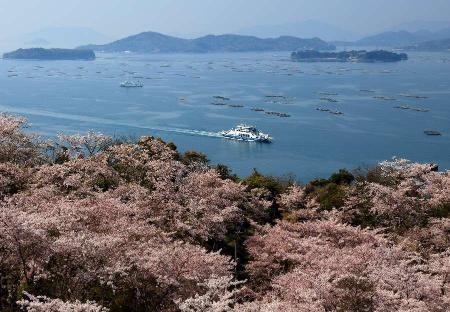 瀬戸内海を望む正福寺山公園の桜