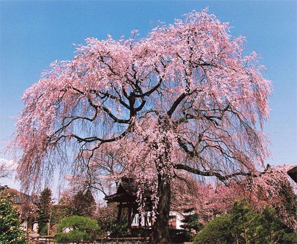 昌建寺の枝垂れ桜